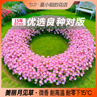 夏小姐的花店*夜来香美丽月见草耐晒热耐寒阳台盆栽多年生花种子