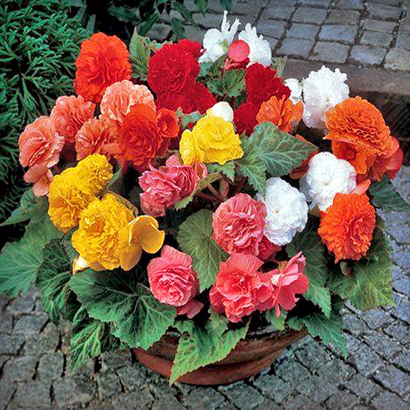 日本sakata*财富球根海棠 进口大花卉种子垂吊盆栽春秋播室内易活