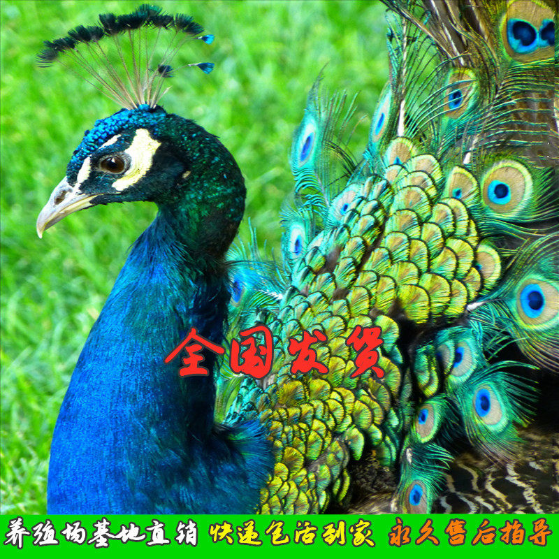 正宗家养孔雀苗 宠物活体观赏鸟孔雀幼苗公母一对 食用蛋全国包活