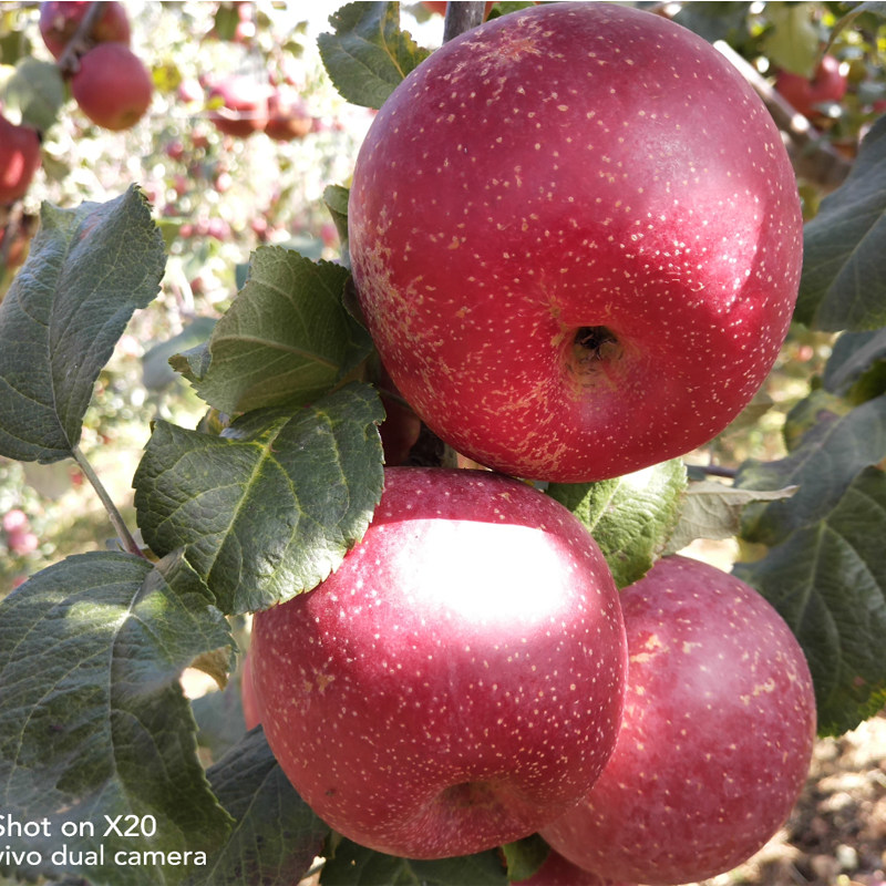 孜玛优选大凉山冰糖心丑苹果现摘新鲜水果盐源特大果5斤8斤装,水产肉类/新鲜蔬果/熟食,苹果,淘宝优惠券,粉丝福利购,淘宝优惠卷