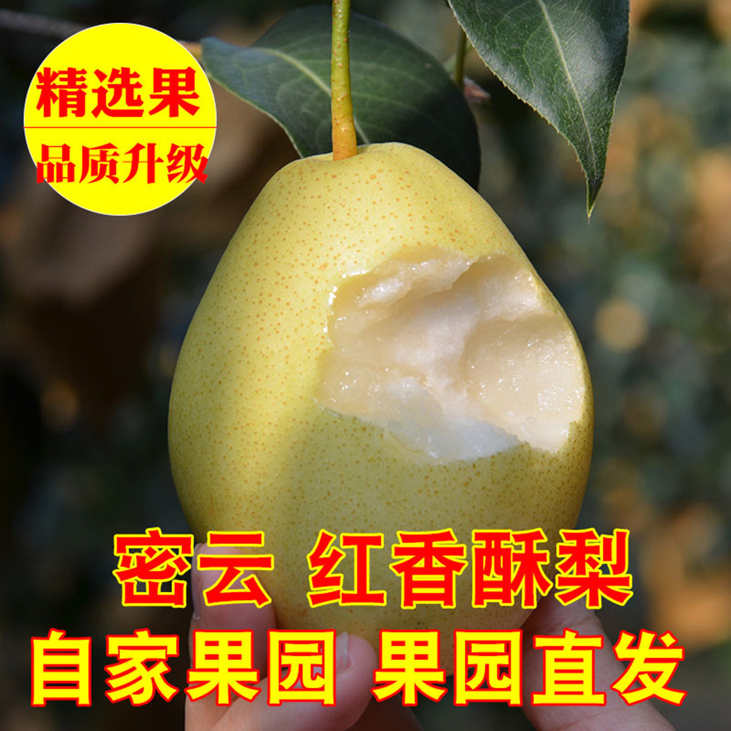 正宗北京密云红香酥梨庄头峪特产梨子新鲜水果自家果园现摘现发