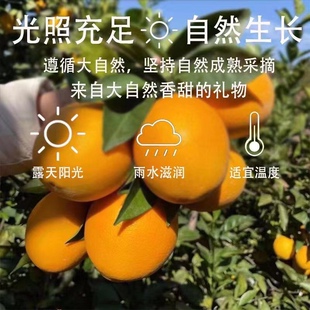 福建福安岳秀纽荷尔脐橙孕妇吃橙子10斤装 新鲜水果可榨汁橙 包邮