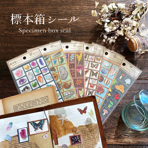 进口蝴蝶标本价格 进口蝴蝶标本图片 星期三