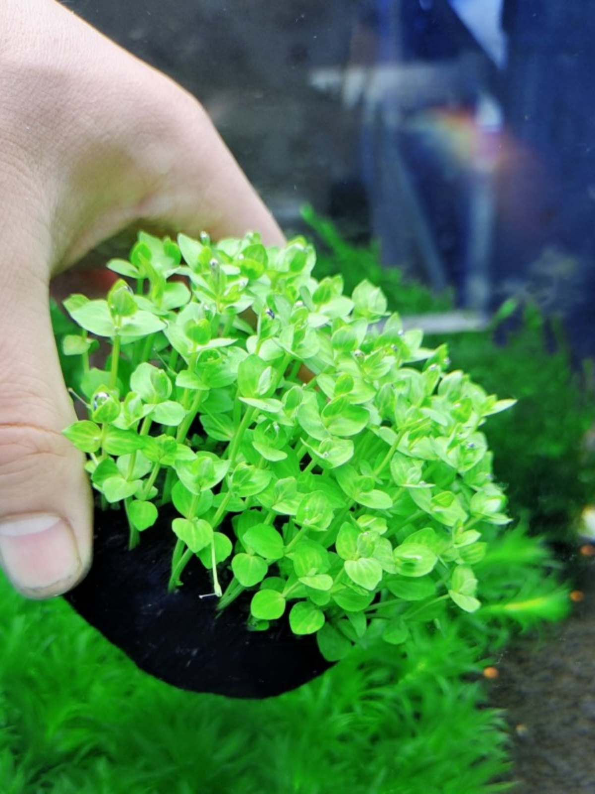 圆形小对叶水草植物造景鱼缸水草淡水阴性坨草无泥水草增氧真水草