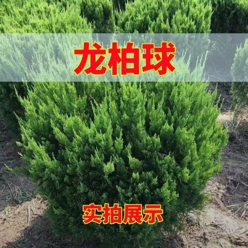 龙柏树苗小龙柏绿篱色块
