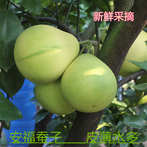 【26年9月新鲜上市】江西特产安福蚕子金兰柚吉安蚕子土柚子包邮