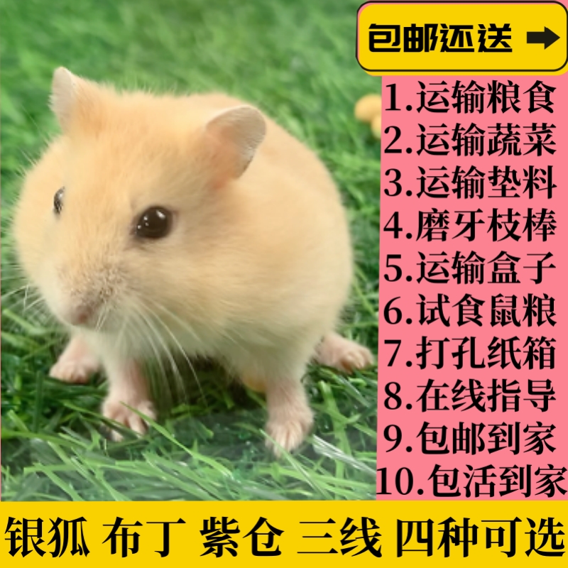 温顺小仓鼠家养可爱宠物活体幼崽