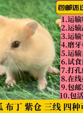 家养仓鼠活体三线纯银银狐疫苗金丝长毛紫仓宠物布丁熊幼一对包活