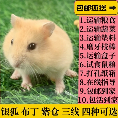 家养仓鼠活体三线纯银银狐疫苗金丝长毛紫仓宠物布丁熊幼一对包活
