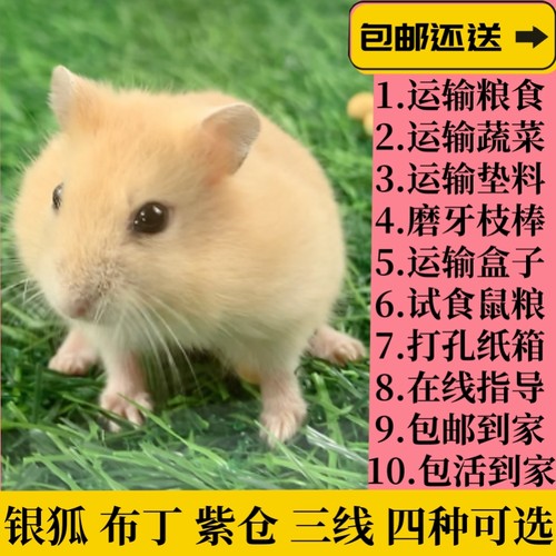 温顺小仓鼠家养可爱宠物活体幼崽