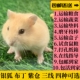 家养仓鼠活体三线纯银银狐疫苗金丝长毛紫仓宠物布丁熊幼一对包活