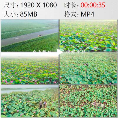 航拍安徽淮河流域湿地焦岗湖荷塘船只农民采莲高清实拍视频素材