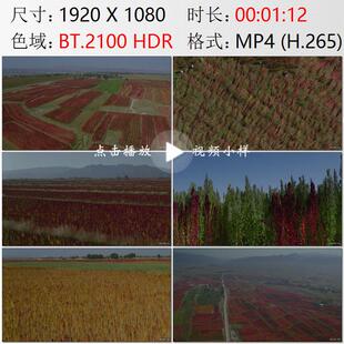 航拍甘肃河西走廊金昌市藜麦农田收割全营养食物高清实拍视频素材