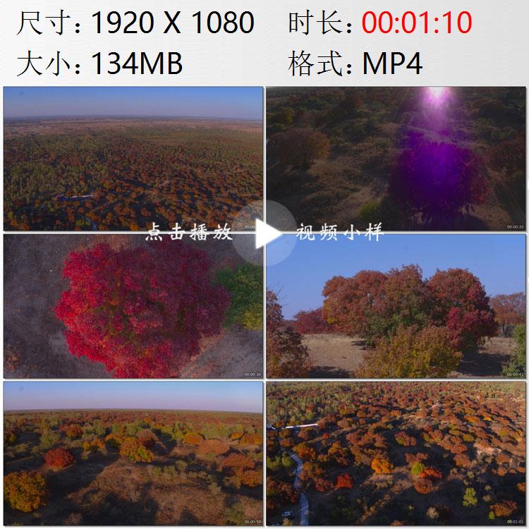 航拍内蒙古通辽市乌旦塔拉五角枫森林公园多彩枫树林实拍视频素材