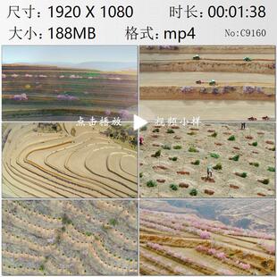 航拍宁夏固原市彭阳梯田桃花桃林干旱贫瘠退耕还林植树视频素材