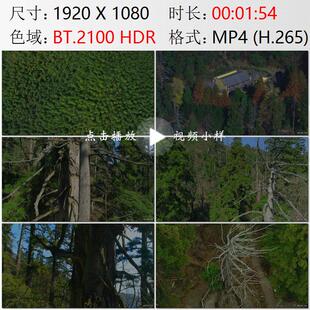 航拍浙江天目山森林古柳杉群超高大树王枯树发新枝实拍视频素材