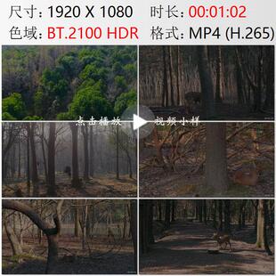 航拍上海浦南林地丛林中的獐子高清实拍视频素材