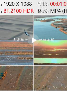 航拍天津七里海湿地候鸟东方白鹳珍稀鸟类高清实拍视频素材