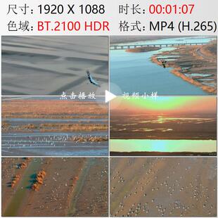 航拍天津七里海湿地候鸟东方白鹳珍稀鸟类高清实拍视频素材
