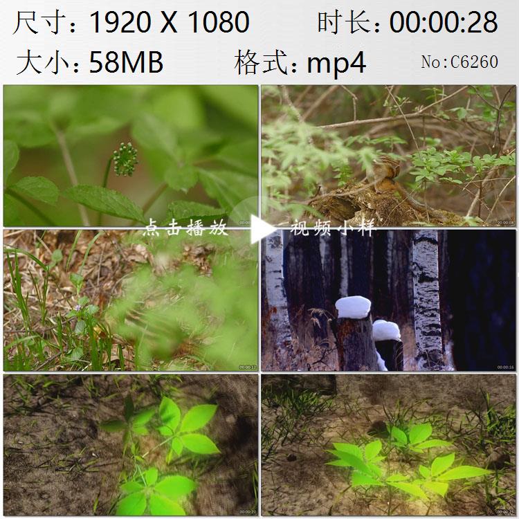 长白山小松鼠野山参动画展示人参在春天开花结果高清实拍视频素材
