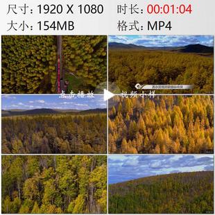 航拍内蒙古莫尔道嘎森林公园秋季森林观光火车大兴安岭视频素材