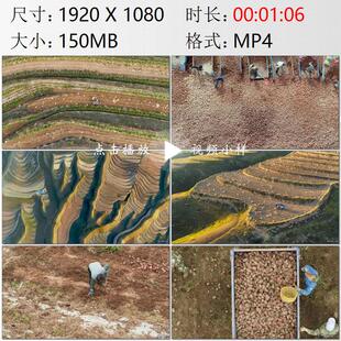 航拍宁夏固原西吉县黄土高原梯田农民种植挖土豆丰收实拍视频素材
