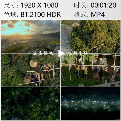 航拍广西钦州灵山古老荔枝树果农采摘驱虫高清实拍视频素材