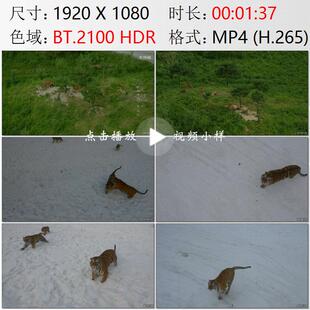 航拍黑龙江哈尔滨东北虎林园海林市横道河子雪地虎群实拍视频素材