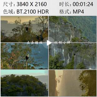 航拍广西崇左白头叶猴国家级自然保护区珍惜动物物实拍视频素材