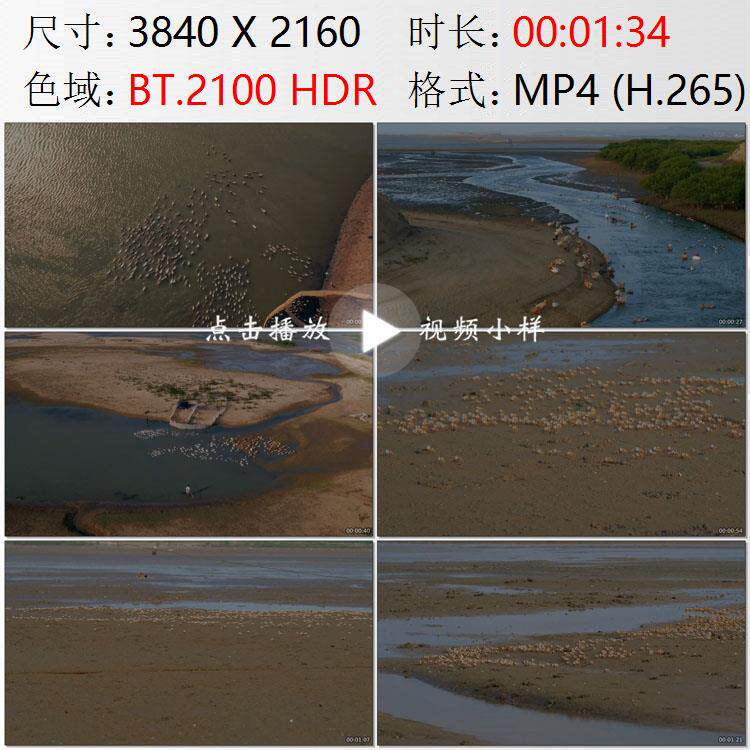 航拍海南岛东方市英潮港跑海鸭群海滩赶海觅食和尚蟹直行视频素材