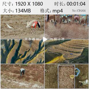 航拍宁夏黄土高原固原市西吉县山坡梯田土豆生产丰收实拍视频素材