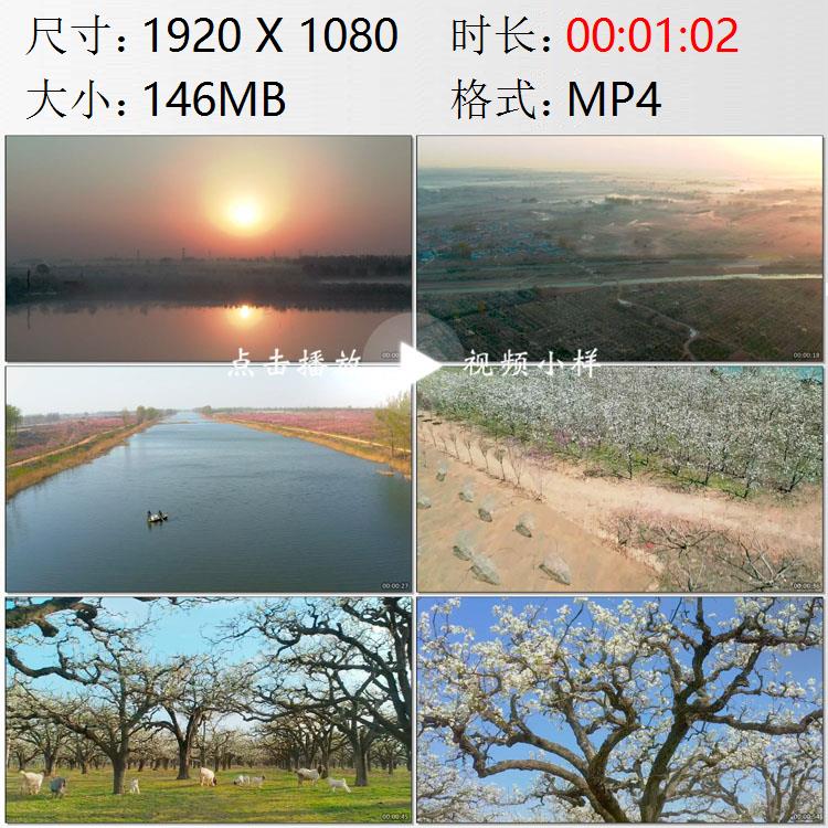 航拍安徽砀山梨园梨树梨花黄河故道河床牧羊养鸭高清实拍视频素材