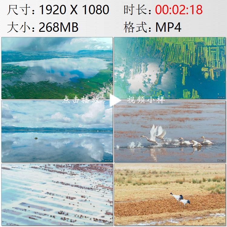 航拍贵州威宁草海高原淡水湖生态保护黑颈鹤候鸟群实拍视频素材 - 实物图