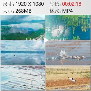 航拍贵州威宁草海高原淡水湖生态保护黑颈鹤候鸟群实拍视频素材