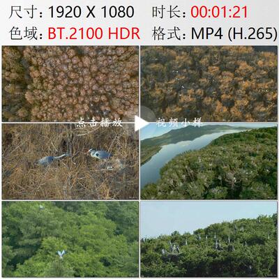 航拍辽宁辽阳弓长岭瓦子沟村边树林苍鹭鸟群栖息繁殖实拍视频素材