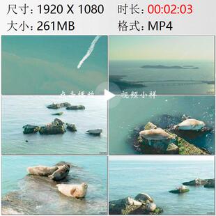 航拍山东蓬莱黄渤海分界线长岛国家海洋公园斑海豹实拍视频素材