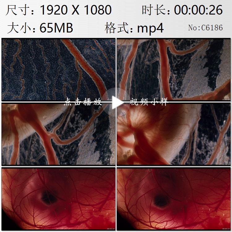 胚胎血管血液循环系统胎儿发育高清实拍视频素材