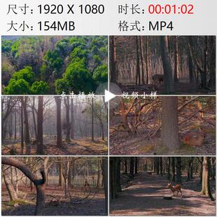 航拍上海浦南林地獐子警觉敏感高清实拍视频素材