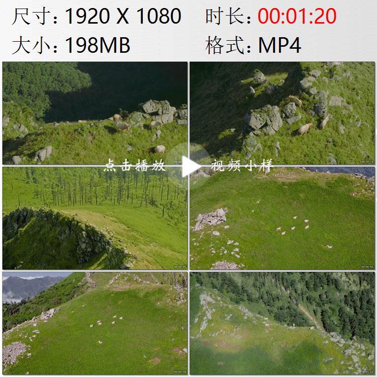 航拍陕西秦岭山脉汉中市药子梁羚牛群珍惜动物高清实拍视频素材
