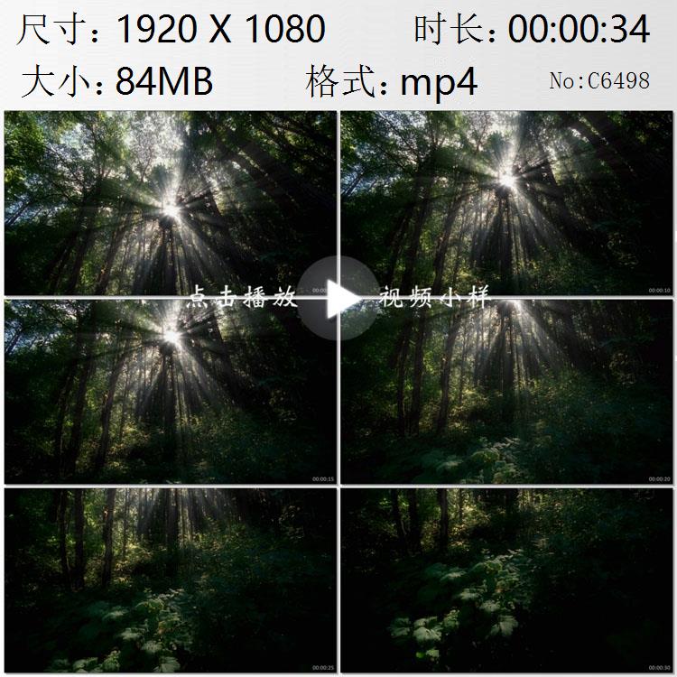森林中的阳光穿过丛林的光线光芒高清实拍视频素材
