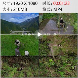 航拍四川卧龙大熊猫自然保护区幼崽保育员野化生存训练视频素材
