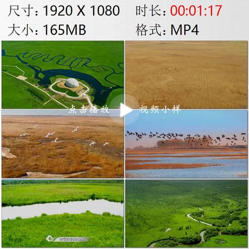 航拍黑龙江省大庆市扎龙自然保护区丹顶鹤南瓮河湿地实拍视频素材