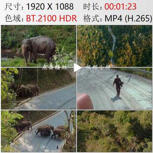 航拍云南西双版纳自然保护区野生大象群车辆让路高清实拍视频素材