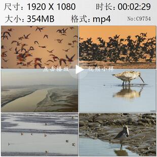 航拍鸭绿江口滨海湿地鸟类迁徙游隼鹬鸟捕食鹬蚌相争实拍视频素材