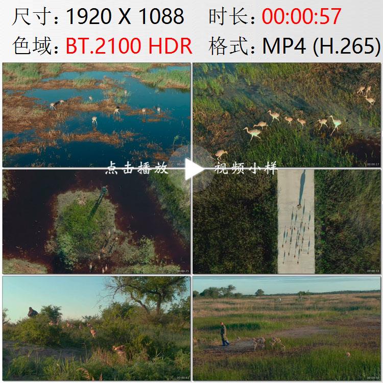航拍吉林向海湿地自然保护区丹顶鹤幼鸟繁育员高清实拍视频素材