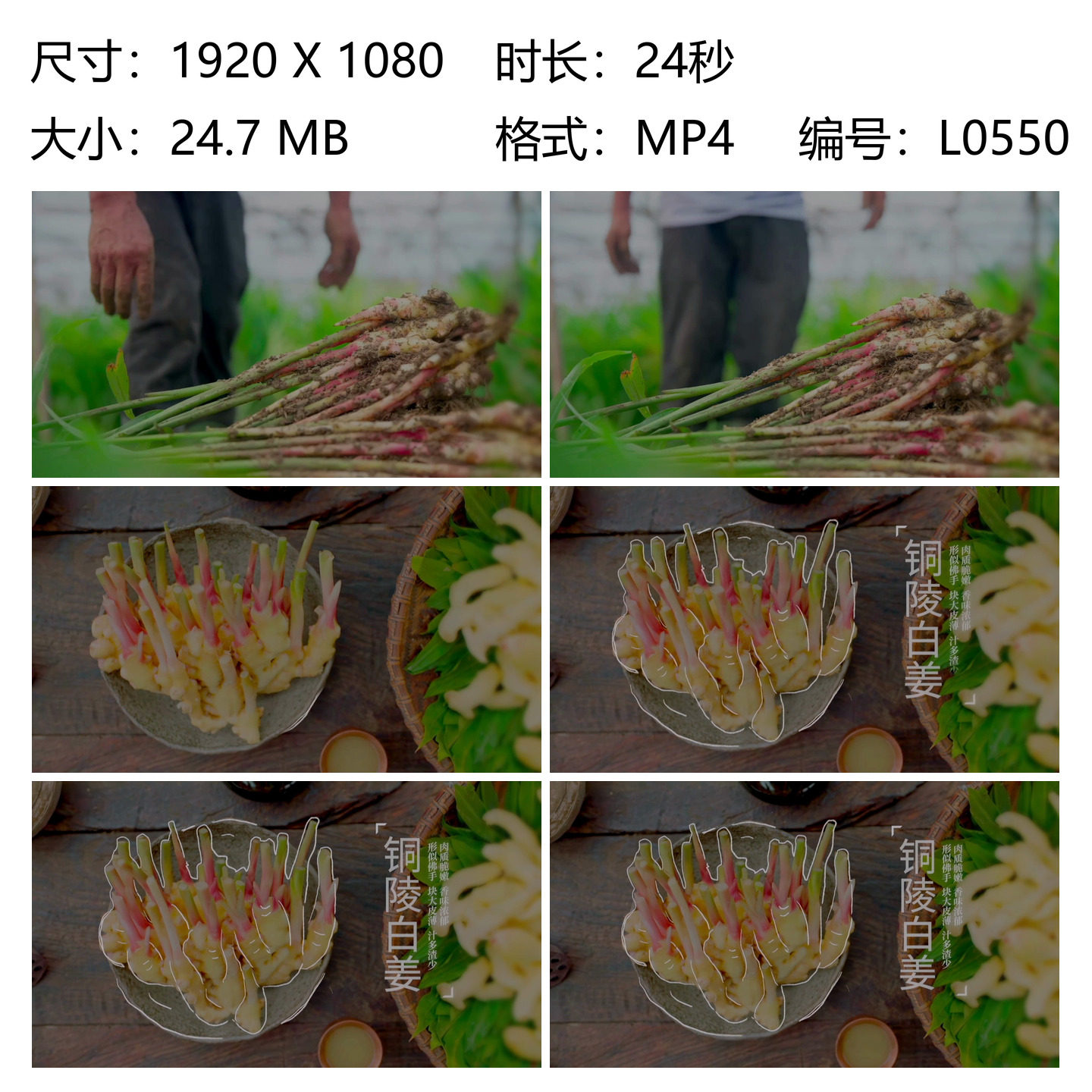 农民老人田里采收白姜捡姜整理形似佛手姜王评选严苛标准丰收时节