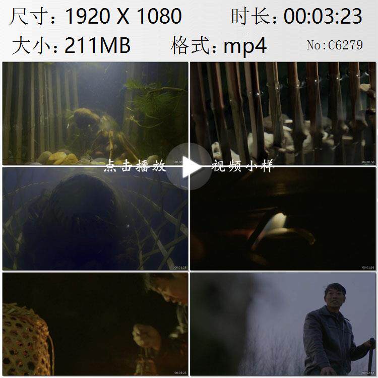 江苏溱湖簖蟹渔民下簖网捕捞螃蟹劳动人民的智慧2实拍视频素材