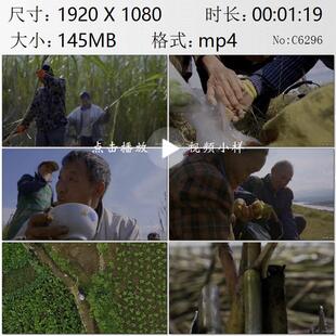 云南金沙江畔甘蔗林巧家小碗红糖农民采收肩扛塘坊糖匠视频素材