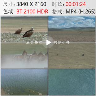 航拍西藏羌塘高原普若岗日兀鹫野驴藏原羚棕熊湖泊鸟群视频素材