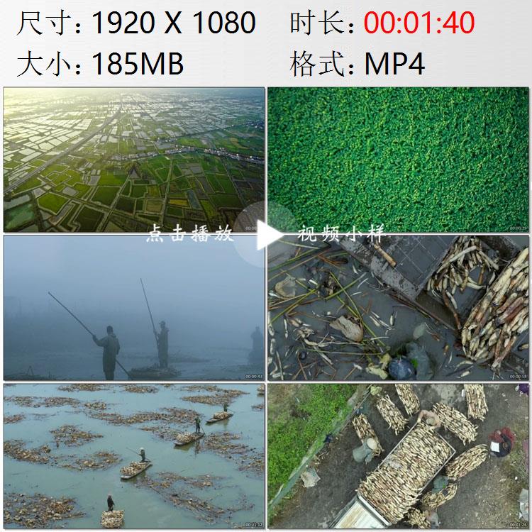 航拍湖北洪湖河湖港汊莲池浓雾弥漫莲农挖藕超长莲藕实拍视频素材
